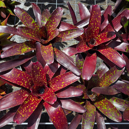 Neoregelia 'Osser' Big Spot - Rainforest Flora