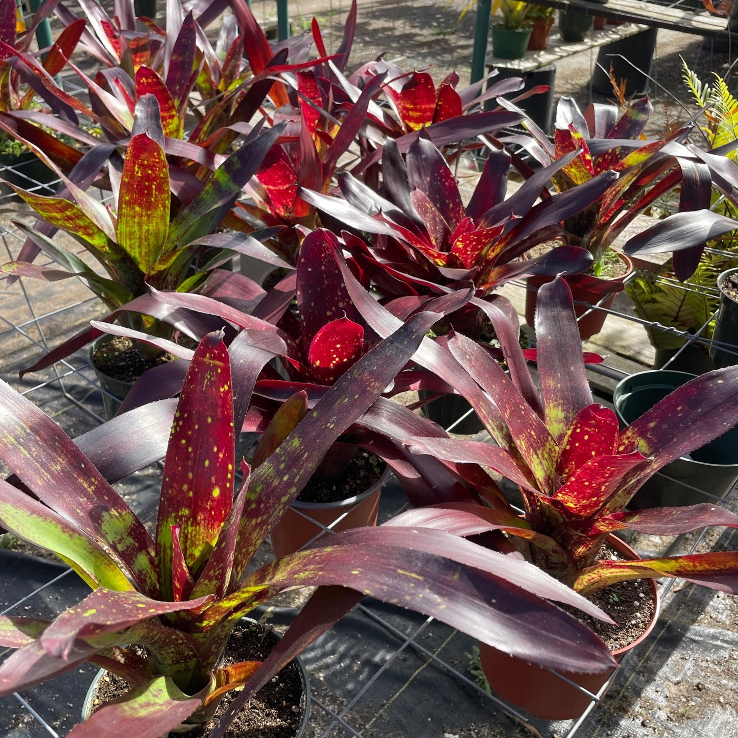Neoregelia Osser Verde - Rainforest Flora