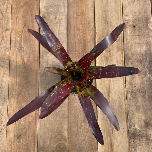 Neoregelia Osser Verde - Rainforest Flora