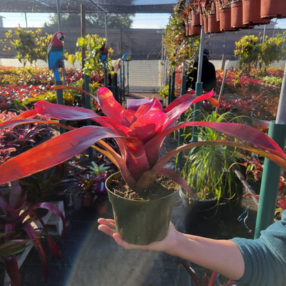 Neoregelia 'Petra' - Rainforest Flora