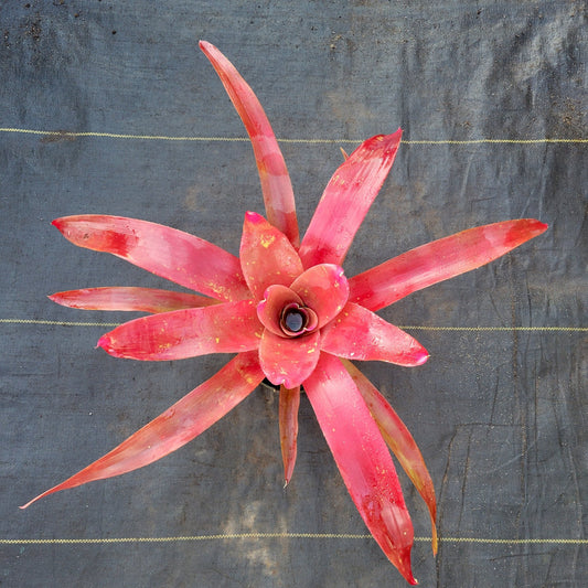 Neoregelia 'Petra' - Rainforest Flora