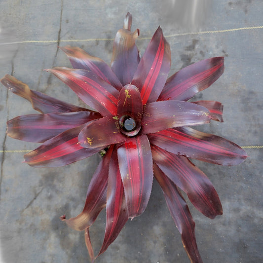 Neoregelia 'Pimiento' - Rainforest Flora