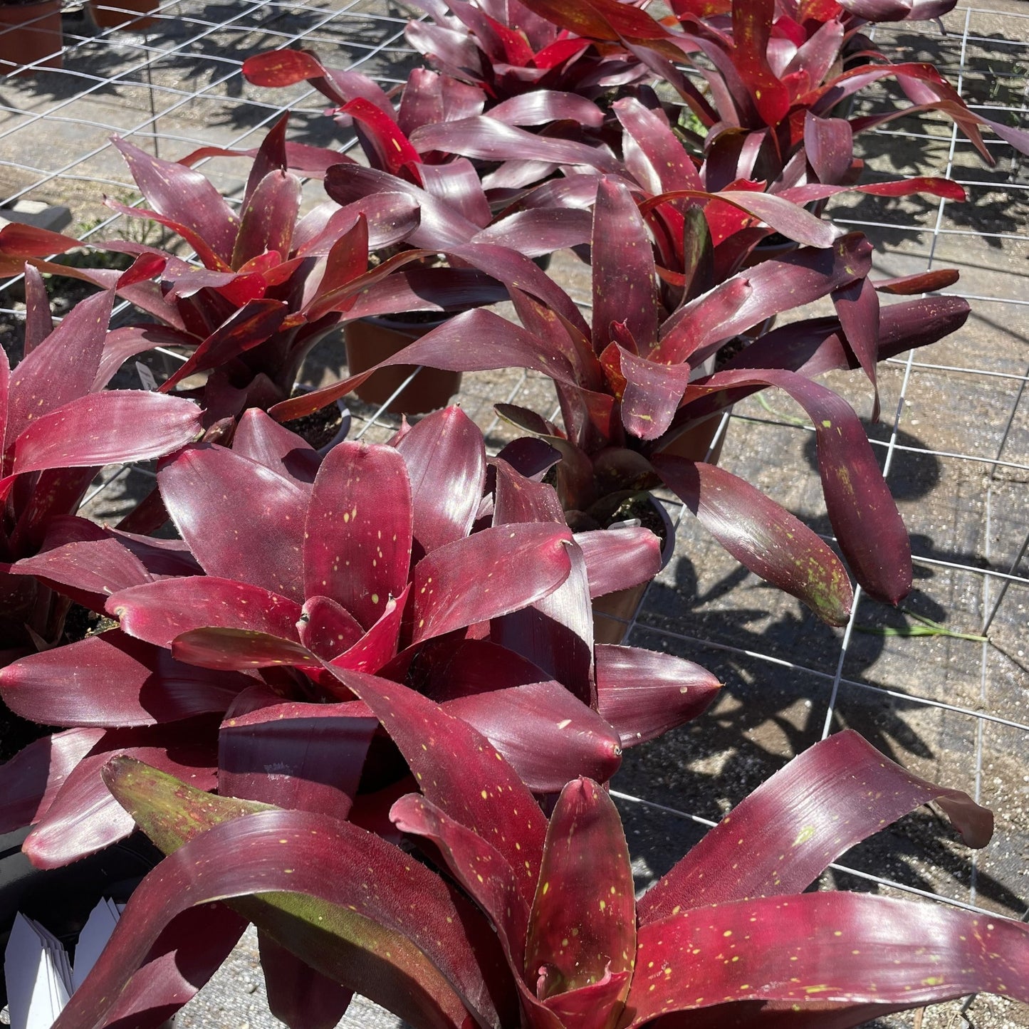 Neoregelia 'Red Hoss' - Rainforest Flora