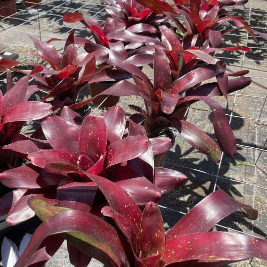 Neoregelia 'Red Hoss' - Rainforest Flora