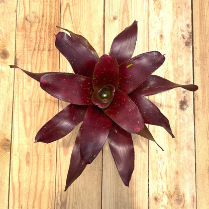 Neoregelia 'Red Hoss' - Rainforest Flora