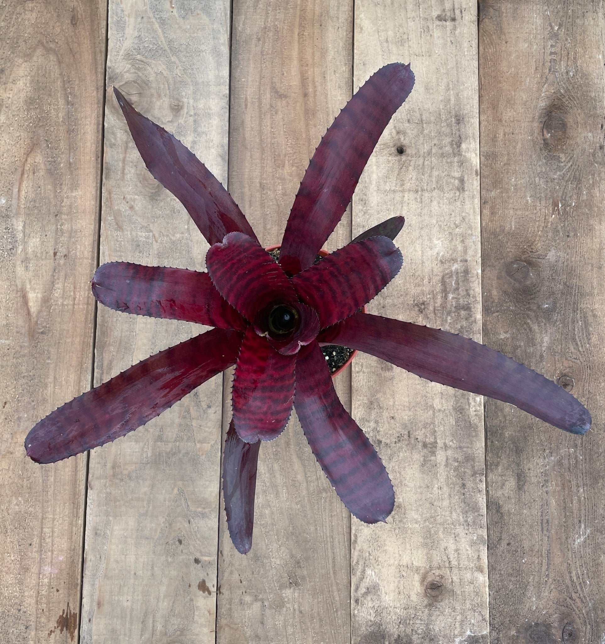 Neoregelia 'Red Tiger' - Rainforest Flora