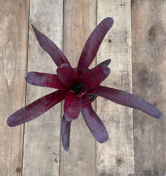 Neoregelia 'Red Tiger' - Rainforest Flora