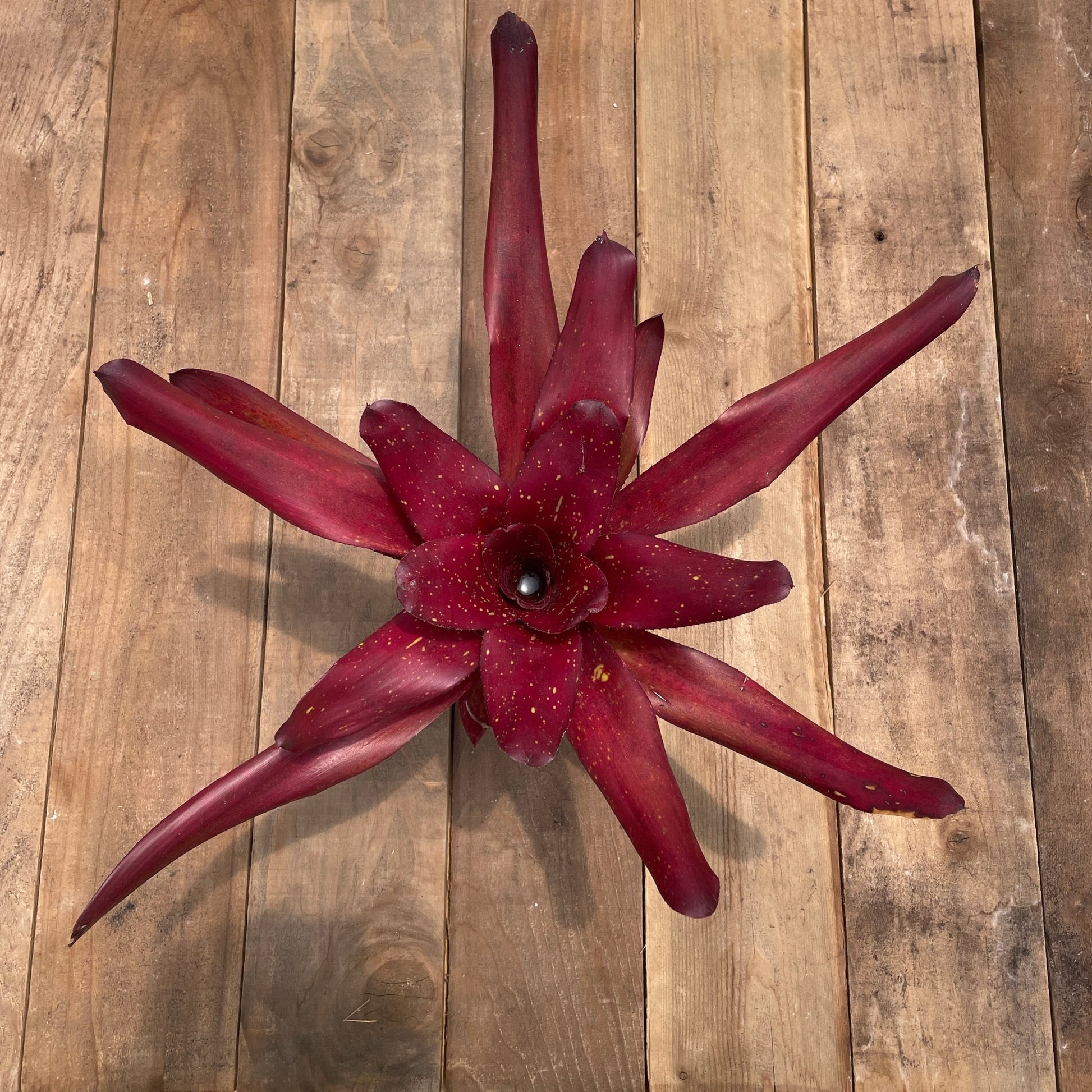 Neoregelia 'Rhonda' - Rainforest Flora
