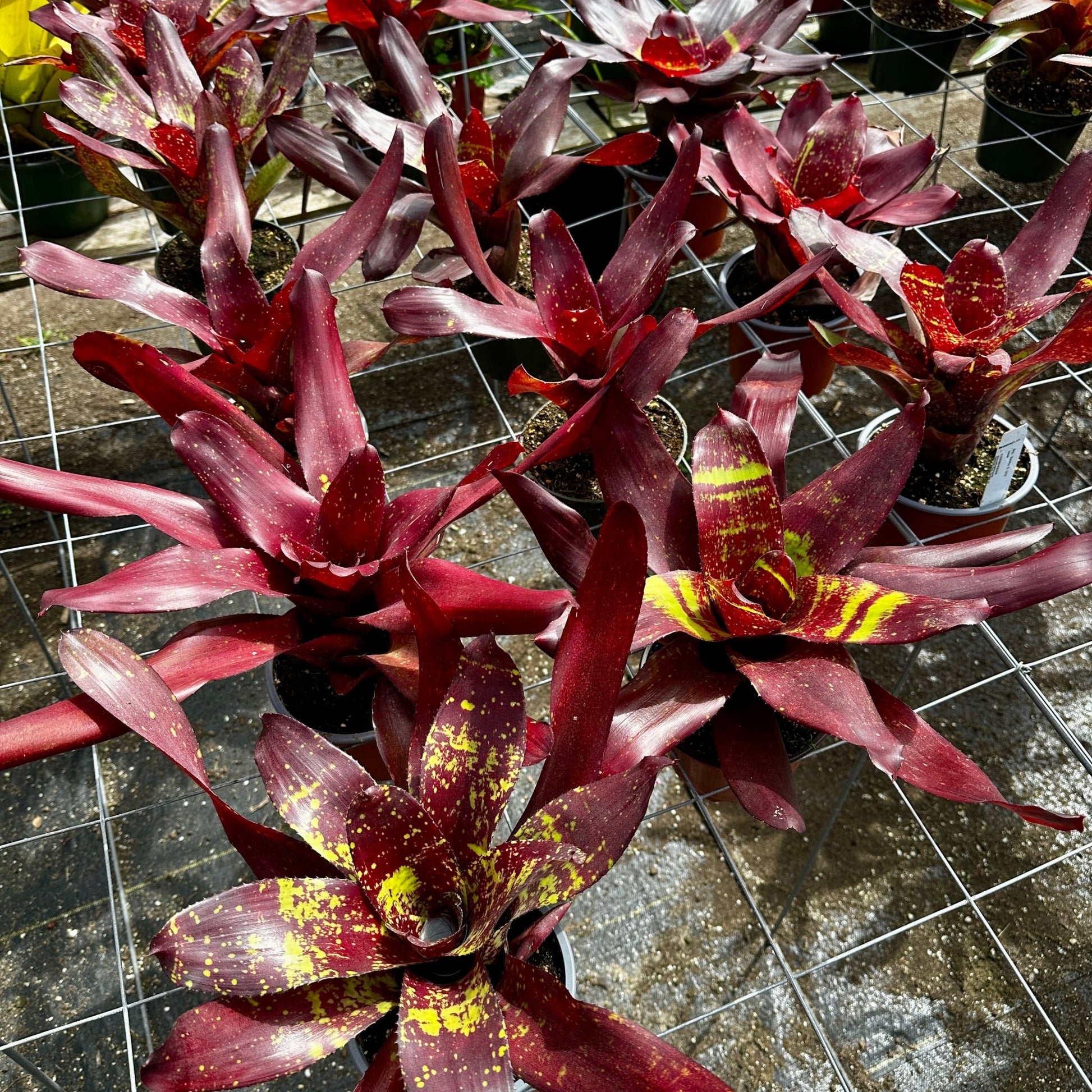 Neoregelia 'Rhonda' - Rainforest Flora