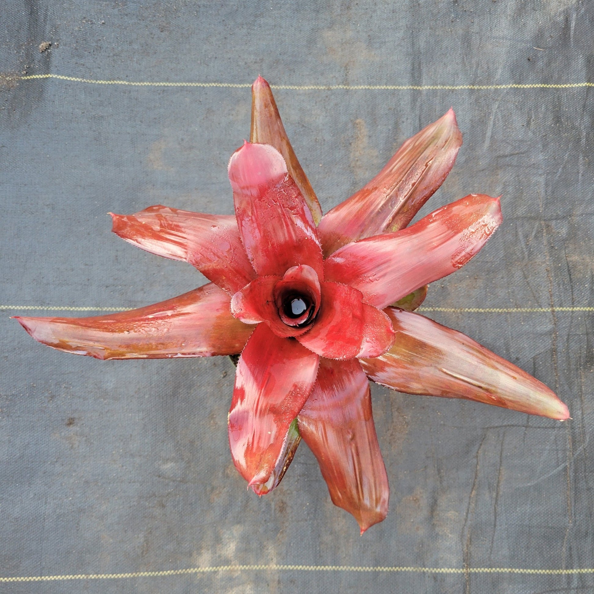 Neoregelia 'Royal Cordovan' - Rainforest Flora