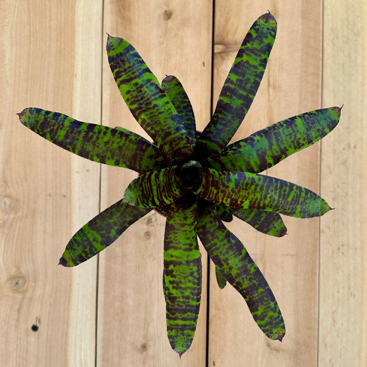 Neoregelia ‘Savoy Truffle’ - Rainforest Flora
