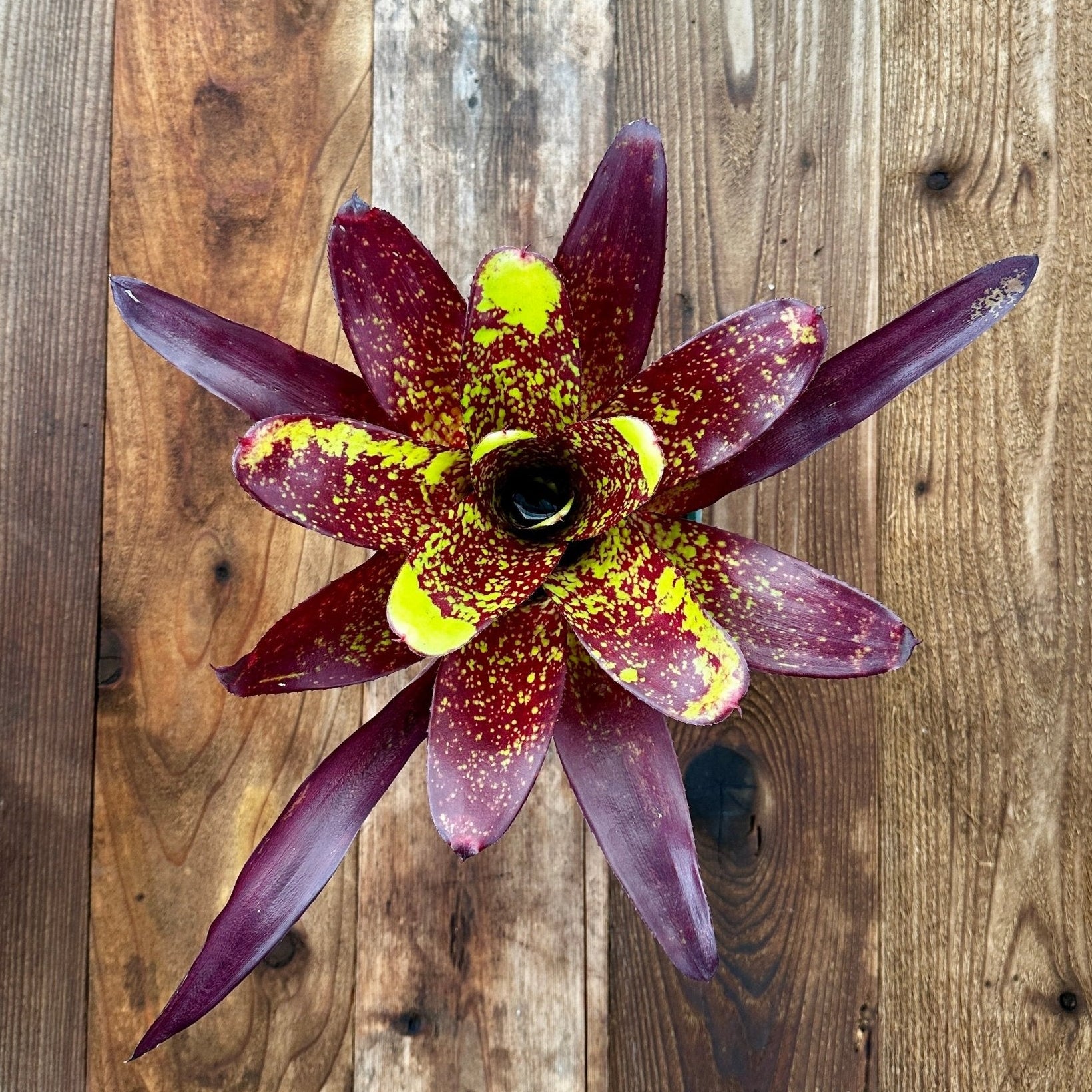 Neoregelia 'Steven' – Rainforest Flora