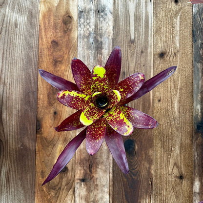 Neoregelia 'Steven' - Rainforest Flora