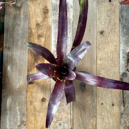 Neoregelia 'Takemura Big Spots' - Rainforest Flora