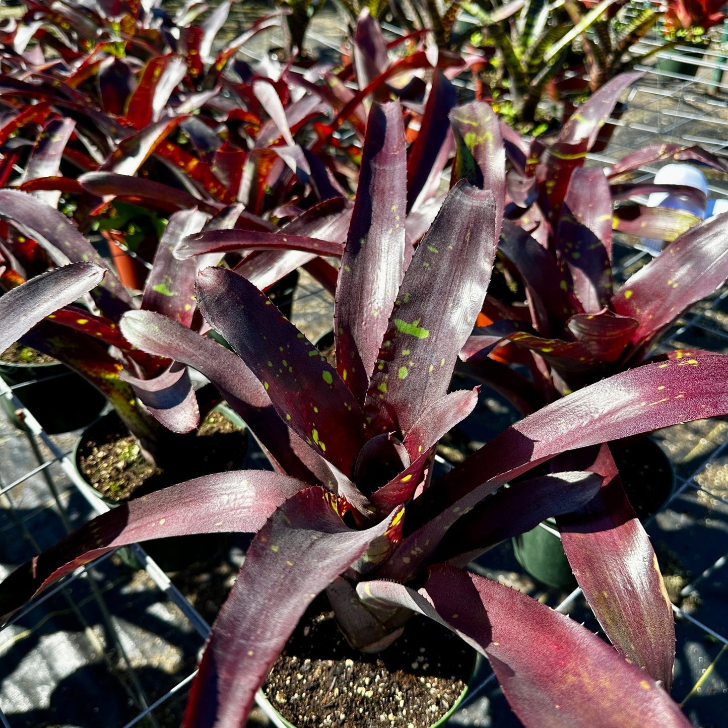 Neoregelia 'Takemura Big Spots' - Rainforest Flora