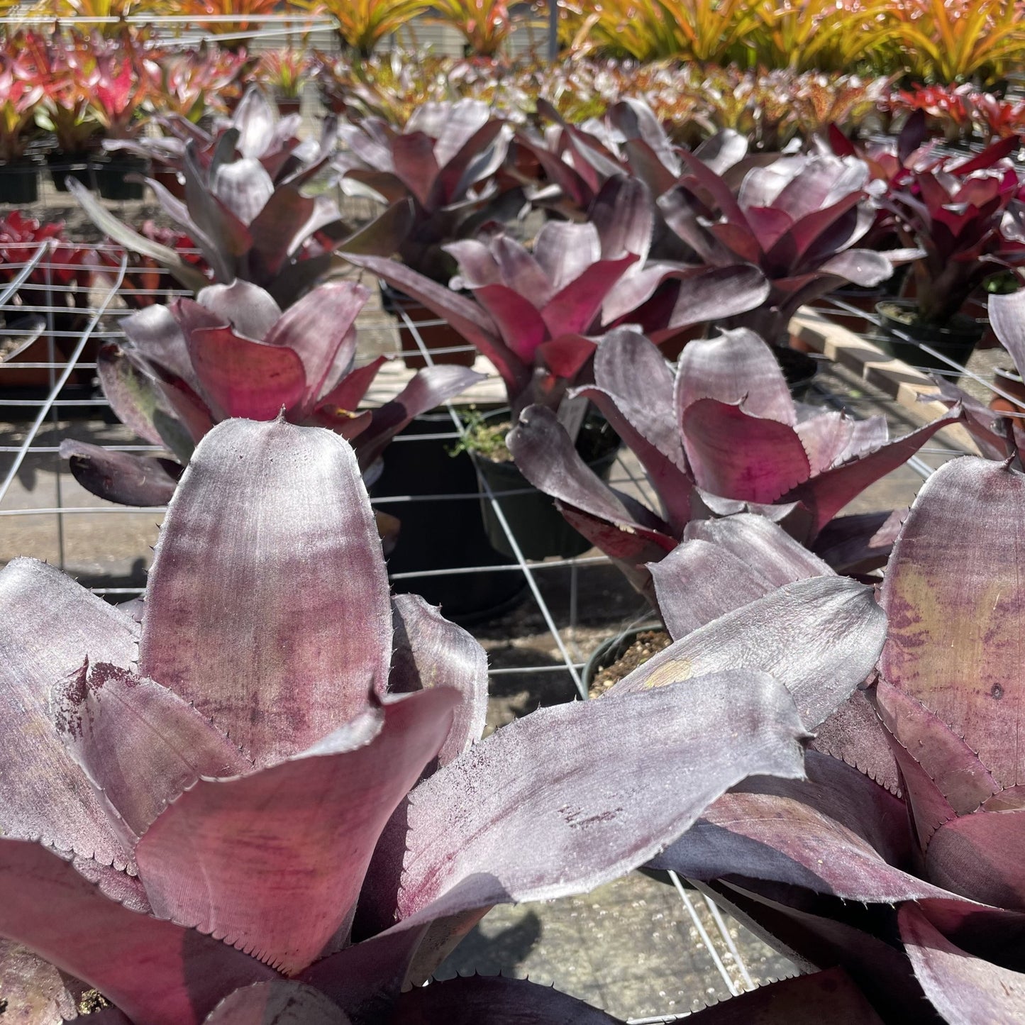 Neoregelia 'Takemura Grande' - Rainforest Flora