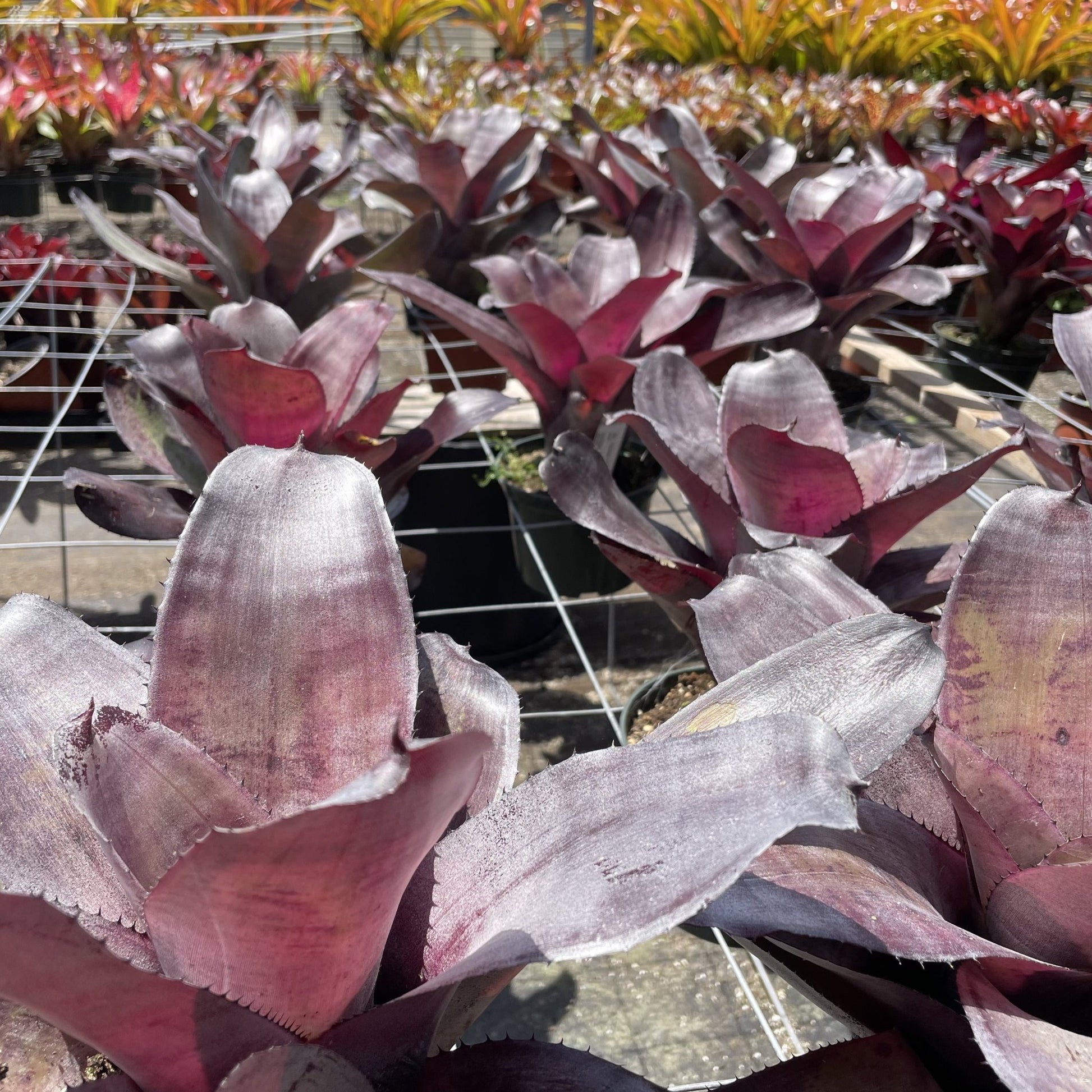 Neoregelia 'Takemura Grande' - Rainforest Flora
