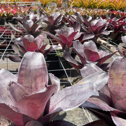 Neoregelia 'Takemura Grande' - Rainforest Flora