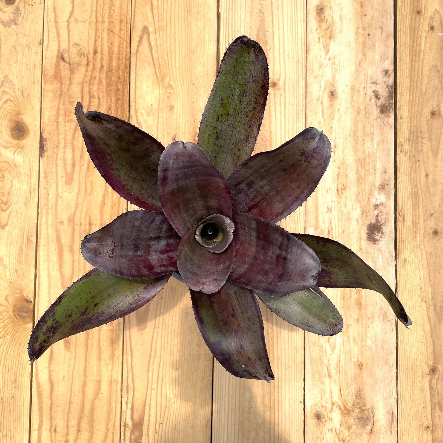 Neoregelia 'Takemura Grande' - Rainforest Flora