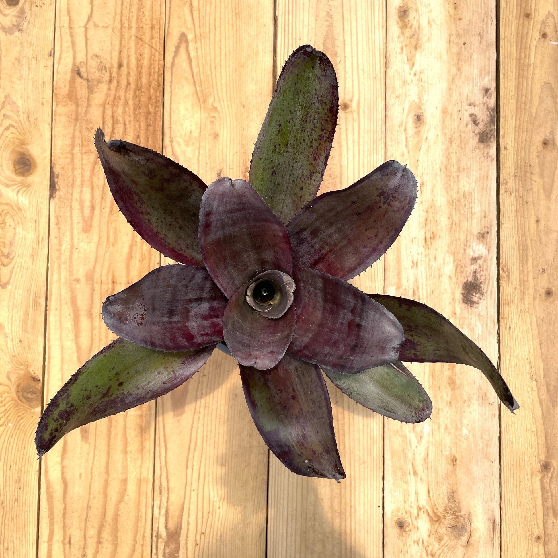 Neoregelia 'Takemura Grande' - Rainforest Flora