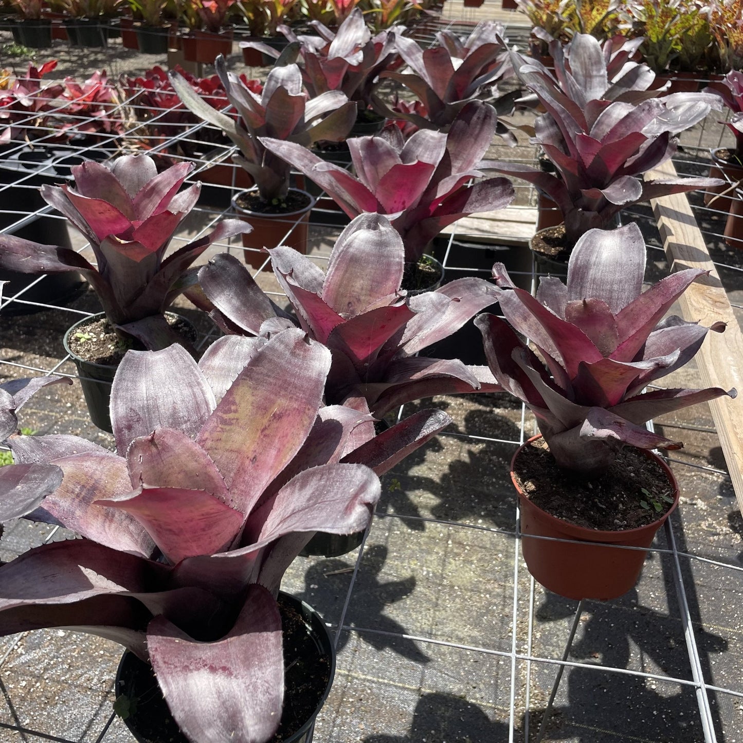 Neoregelia 'Takemura Grande' - Rainforest Flora