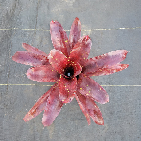 neoregelia-takemura-grande-red