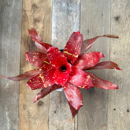 Neoregelia 'Treasure Royale' - Rainforest Flora