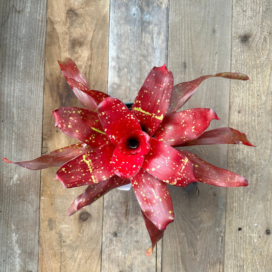 Neoregelia 'Treasure Royale' - Rainforest Flora