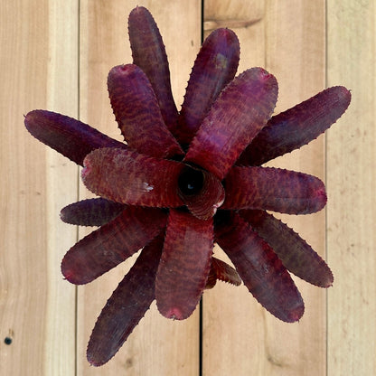Neoregelia ‘Tunisia’ (N. punctatissima rubra x N. ‘Hannibal Lector’) - Rainforest Flora