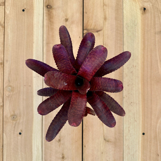 Neoregelia ‘Tunisia’ (N. punctatissima rubra x N. ‘Hannibal Lector’) - Rainforest Flora
