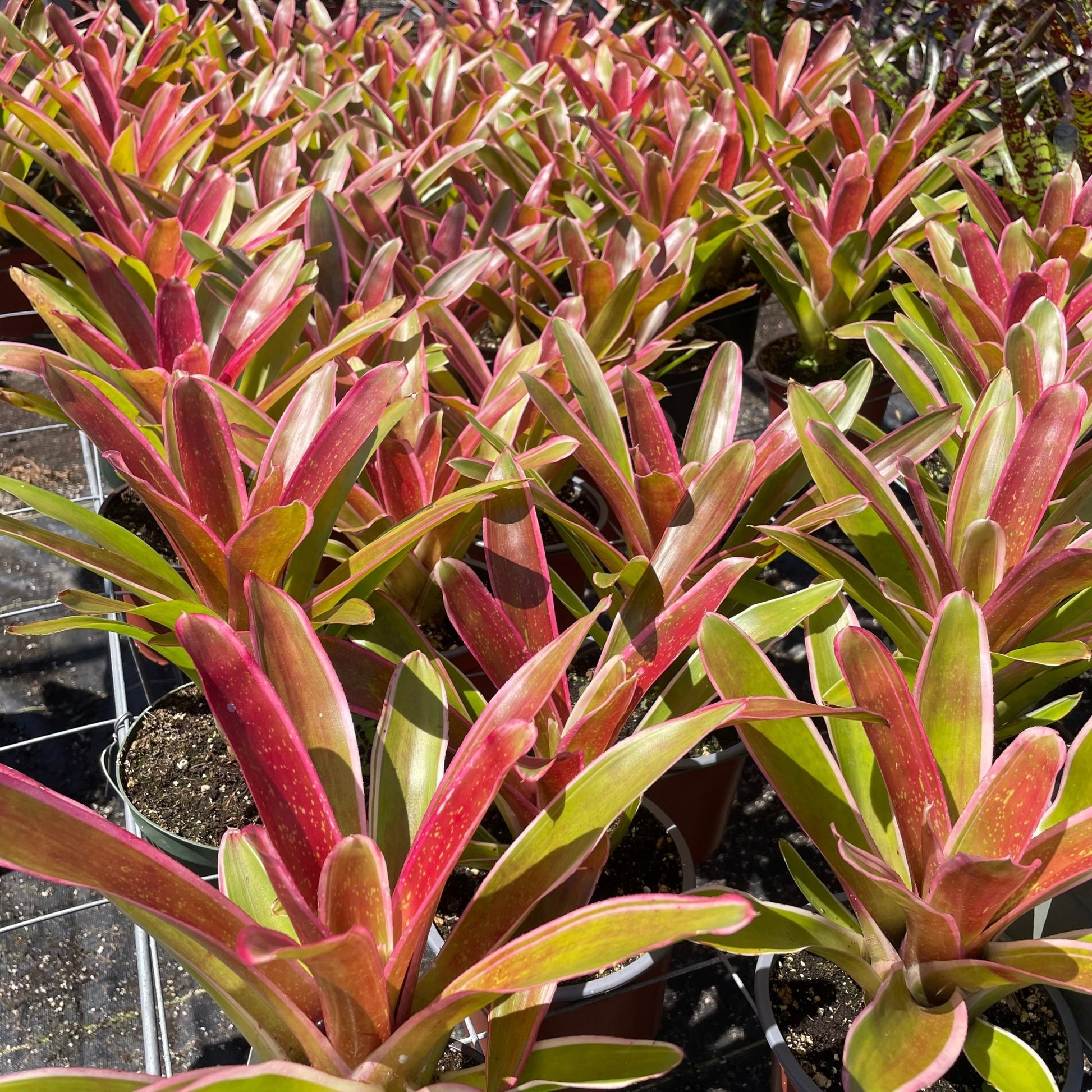 Neoregelia 'Ultima' - Rainforest Flora