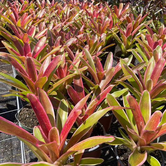 Neoregelia 'Ultima' - Rainforest Flora