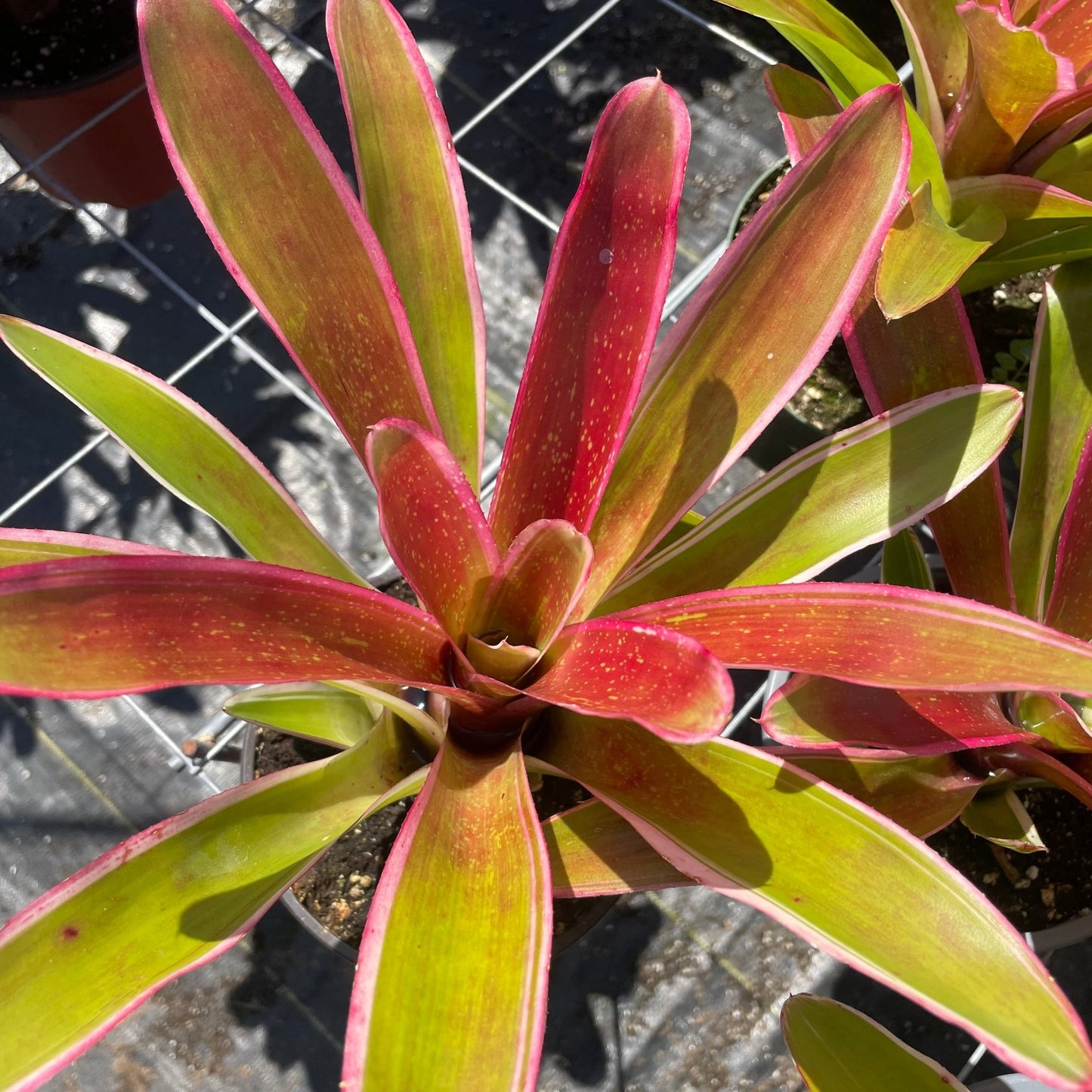 Neoregelia 'Ultima' - Rainforest Flora