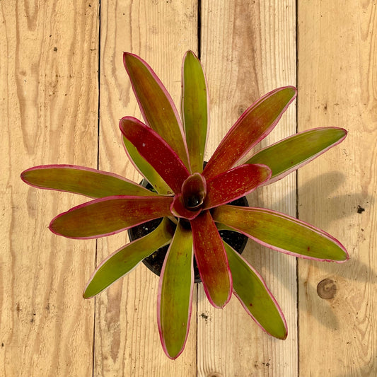 Neoregelia 'Ultima' - Rainforest Flora