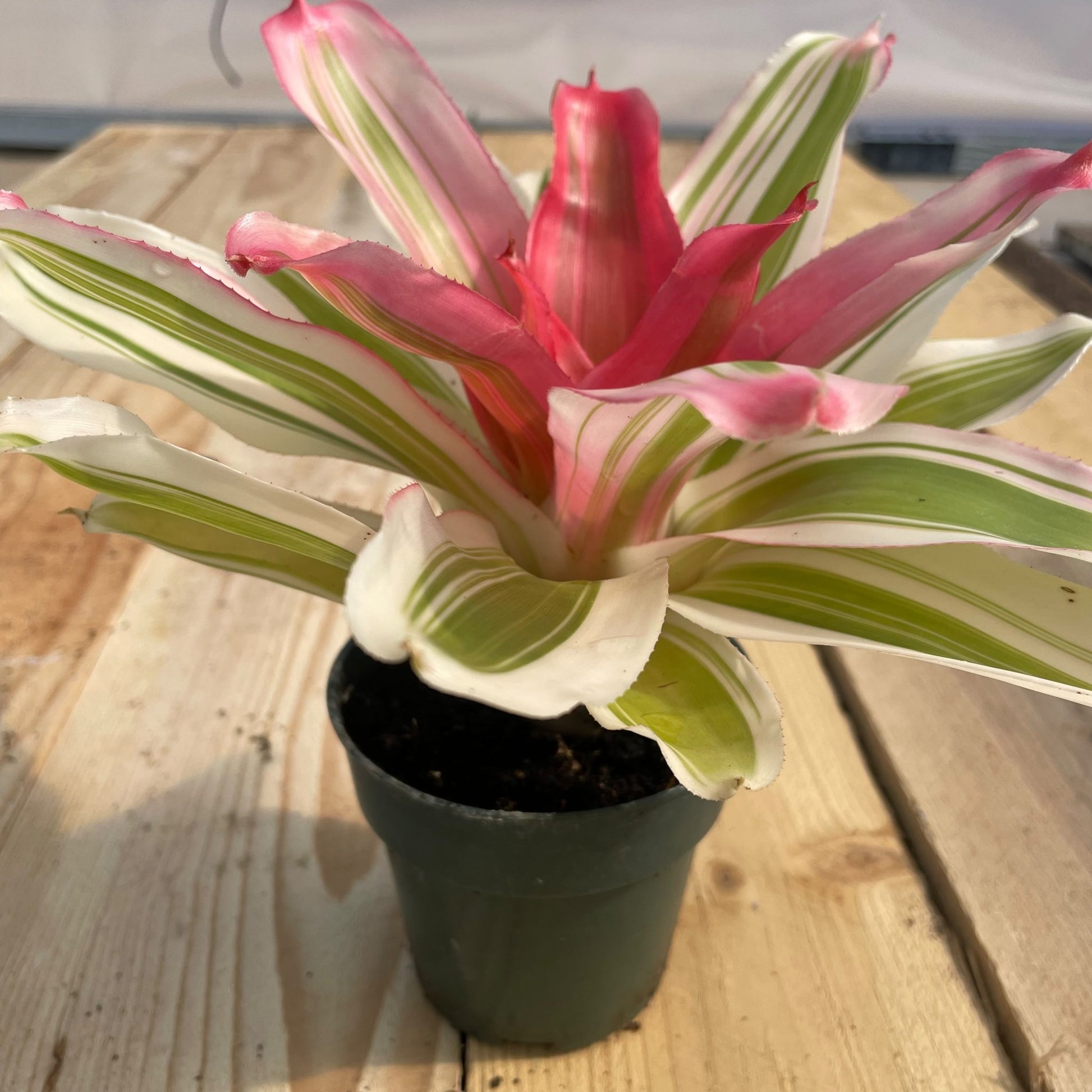 Neoregelia 'Van Durme' - Rainforest Flora