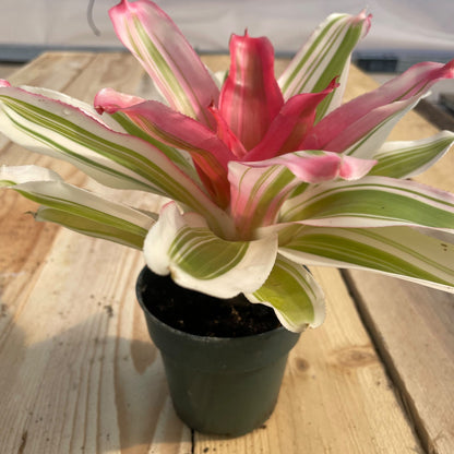 Neoregelia 'Van Durme' - Rainforest Flora