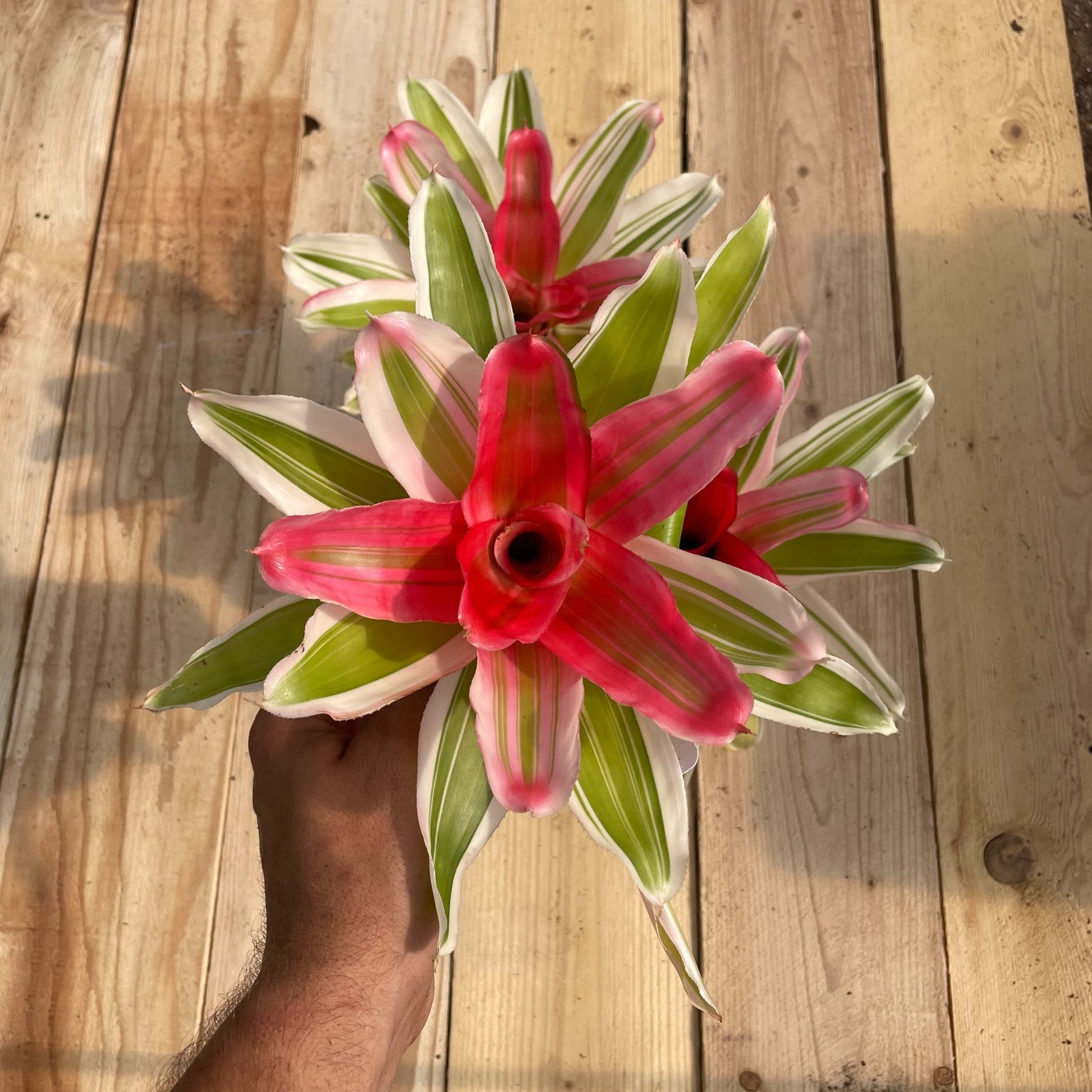 Neoregelia 'Van Durme' - Rainforest Flora