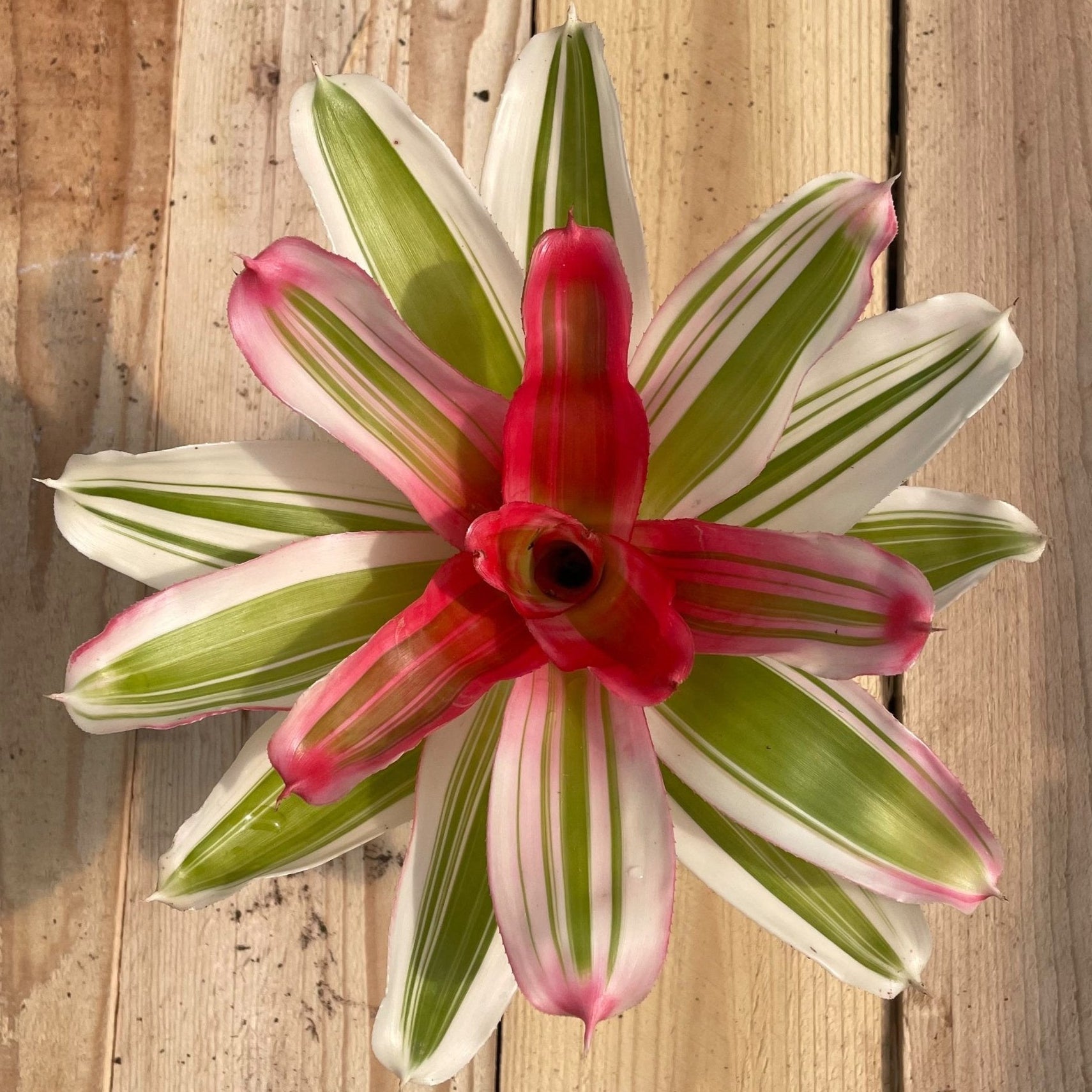 Neoregelia 'Van Durme' – Rainforest Flora