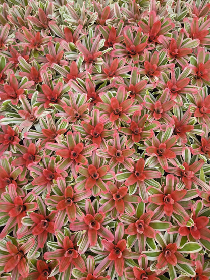 Neoregelia 'Van Durme' - Rainforest Flora