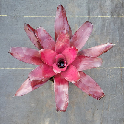 Neoregelia 'Voodoo Doll' - Rainforest Flora