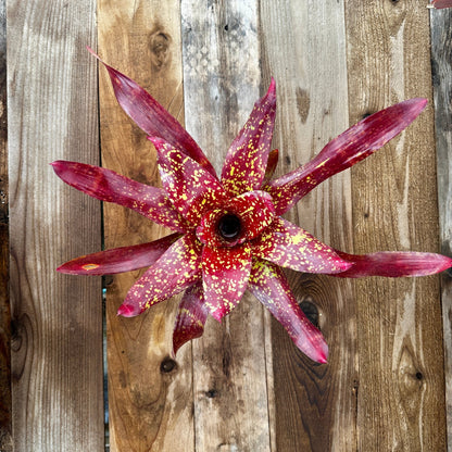 Neoregelia 'Walking Tall' (N. 'Small World' x N. unknown) - Rainforest Flora Overhead view of Neoregelia 'Walking Tall' with wide glossy green leaves flushed bright red and yellow spots, on vertical cedar boards with mixed gray and brown patina