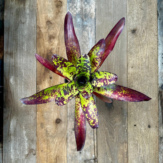 Neoregelia 'Wine and Gold' - Rainforest Flora