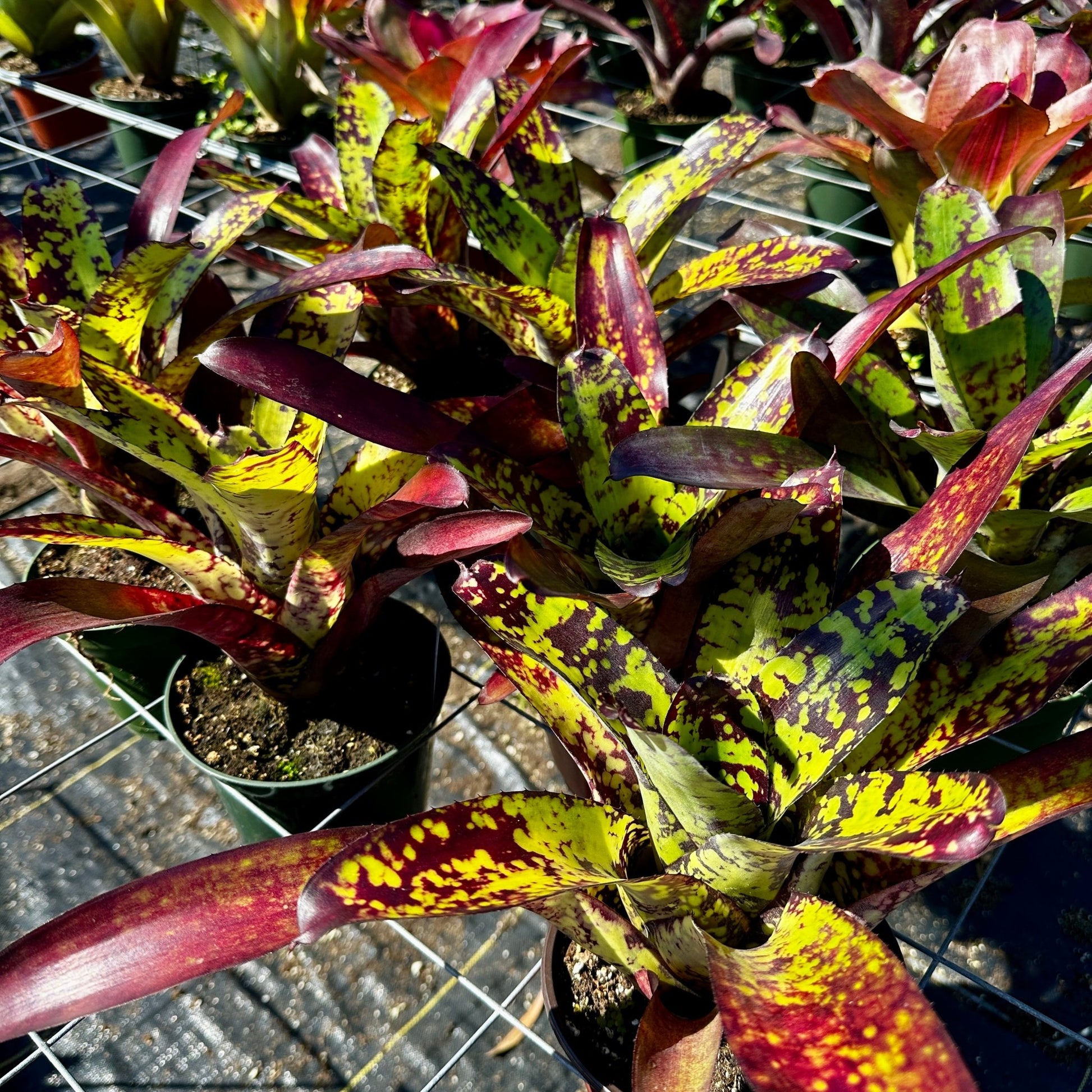 Neoregelia 'Wine and Gold' - Rainforest Flora