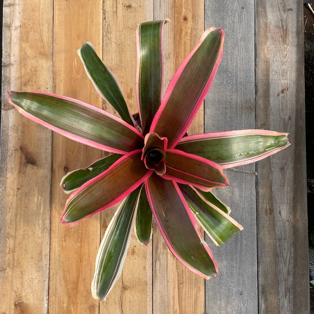 Neoregelia 'Yin' (N. carolinae x N. carcharodon) - Rainforest Flora