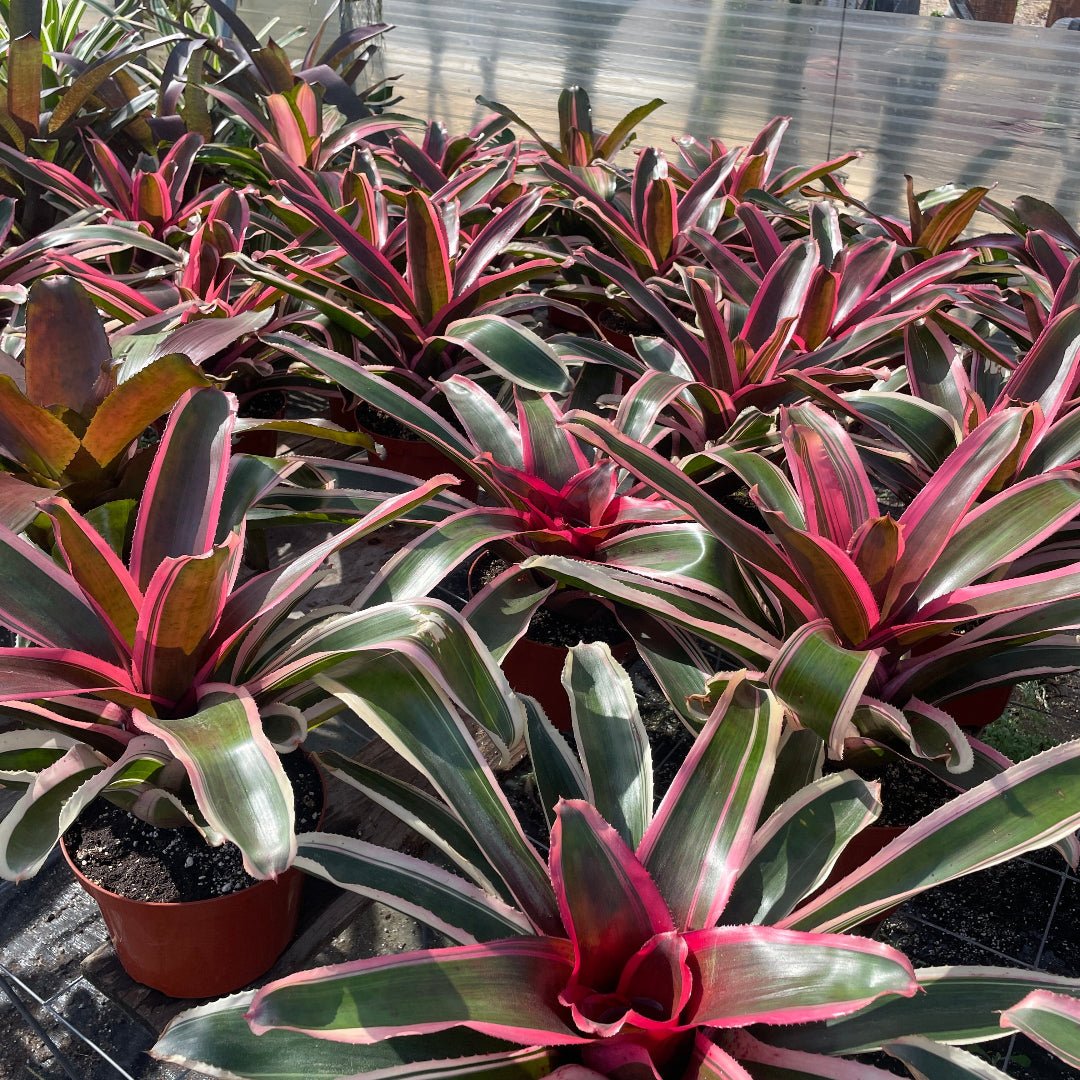 Neoregelia 'Yin' (N. carolinae x N. carcharodon) - Rainforest Flora