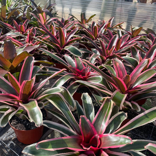 Neoregelia 'Yin' (N. carolinae x N. carcharodon) - Rainforest Flora