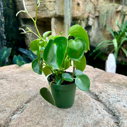 Peperomia polybotrya - Rainforest Flora