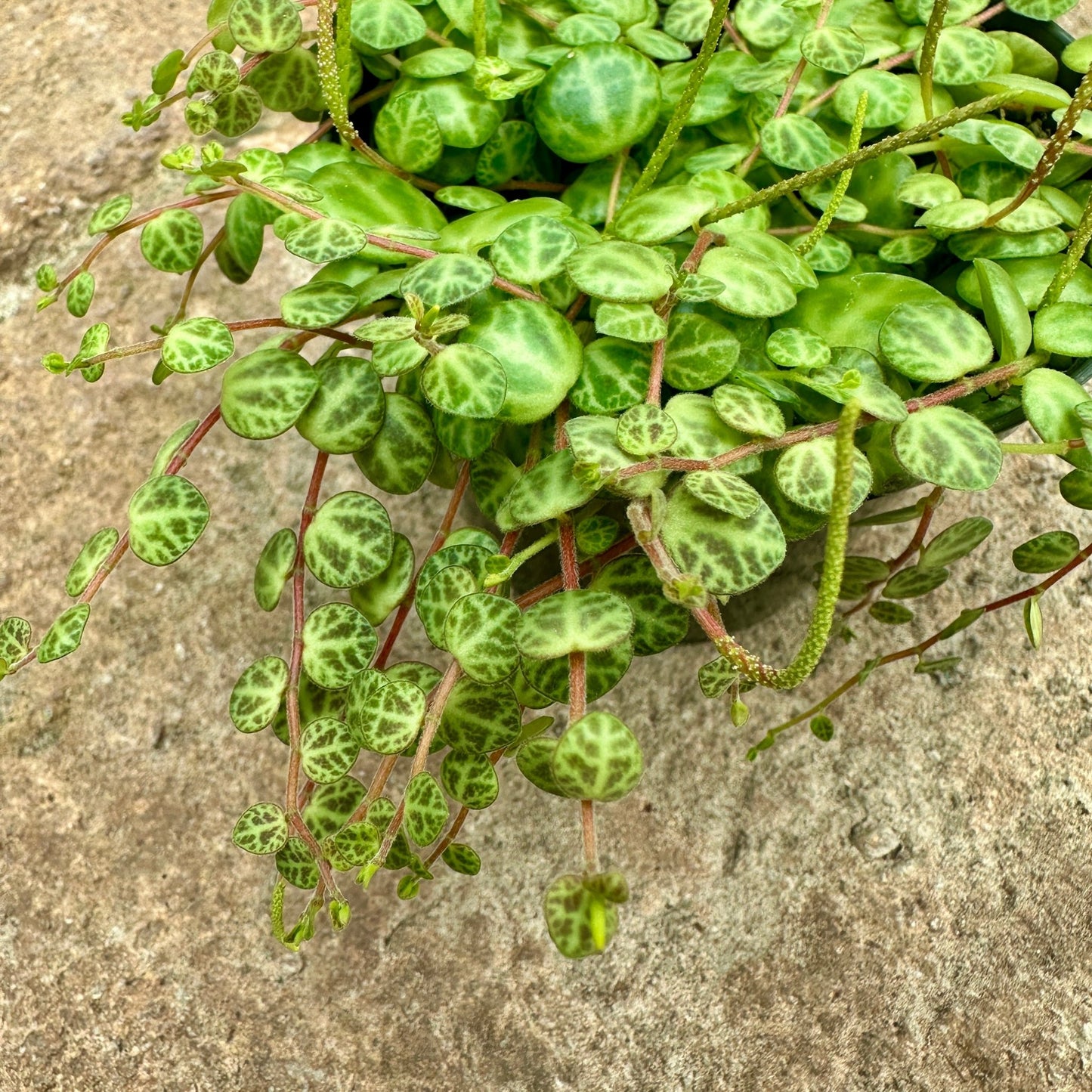 Peperomia prostrata - String of Turtles - Rainforest Flora