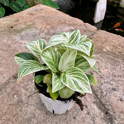 Philodendron ‘Birkin’ - Rainforest Flora