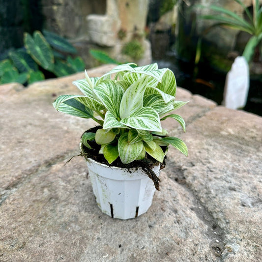 Philodendron ‘Birkin’ - Rainforest Flora